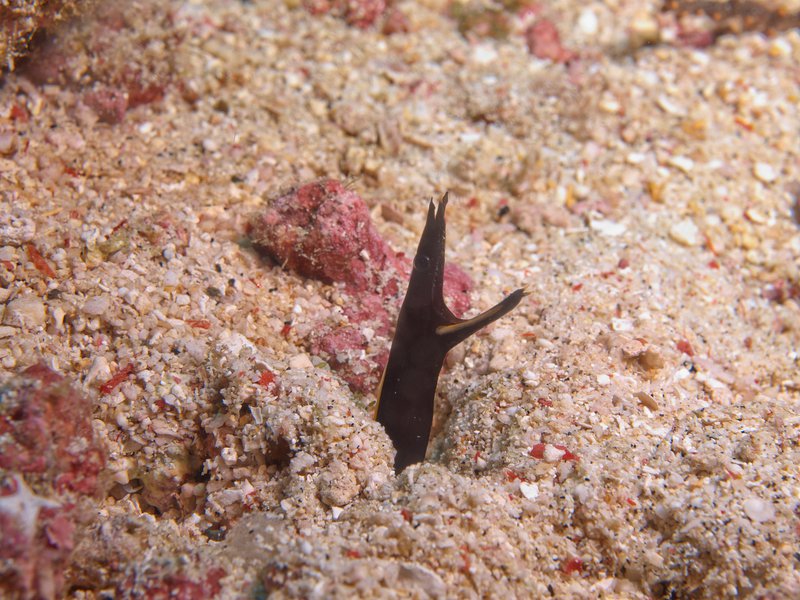 Ribbon Eel (juvenile), Shark Point